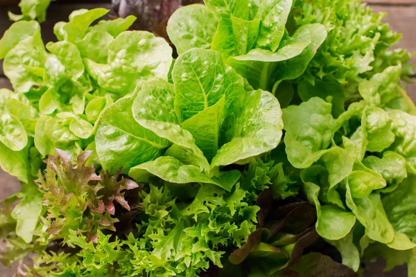 Leaf lettuce benefits